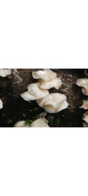 반나잣버섯 (Lentinus subnudus Berk.)