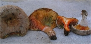 갈보라젖버섯 (Lactarius quieticolor Romagn.)