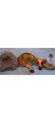 갈보라젖버섯 (Lactarius quieticolor Romagn.)
