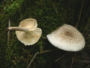 잣버섯(털참버섯) (Lentinus tigrinus (BulLentinus) Fr. > Panus tigrinus (BulLentinus) Sing.)