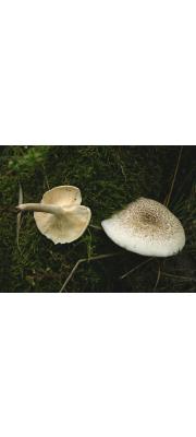 잣버섯(털참버섯) (Lentinus tigrinus (BulLentinus) Fr. > Panus tigrinus (BulLentinus) Sing.)