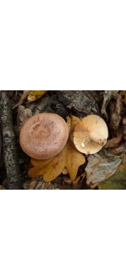 향기젖버섯 (Lactarius quietus (Fr.) Fr.)