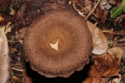 벨벳잣버섯(털잣버섯) (Lentinus velutinus (Berk.) Pegler & Rayner)