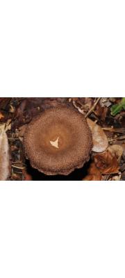 벨벳잣버섯(털잣버섯) (Lentinus velutinus (Berk.) Pegler &amp; Rayner)