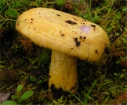 노란양털젖버섯(보랏빛주름젖버섯) (Lactarius repraesentaneus Britz.)