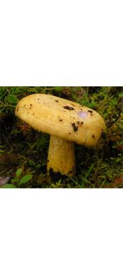 노란양털젖버섯(보랏빛주름젖버섯) (Lactarius repraesentaneus Britz.)