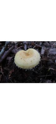 대형황토젖버섯 (Lactarius resimus (Fr.) Fr.)