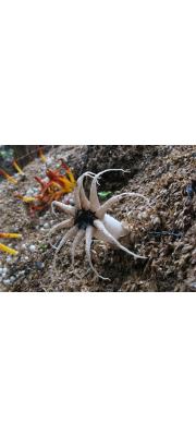 흰오징어버섯 (Aseroë arachnoidea E. Fisch.)