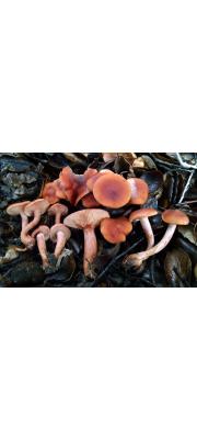 홍젖버섯 (Lactarius rufulus Peck)