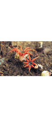 오징어버섯 (Aseroë coccinea Imaz. &amp; Yosh.)