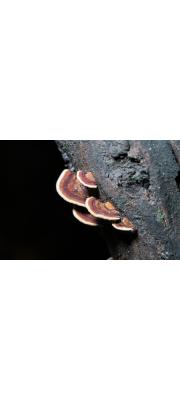 때죽조개껍질버섯(때죽도장버섯) (Lenzites styracina (Henn. &amp; Shirai) Lloyd > Daedaleopsis styracina (Henn. &amp; Shirai) Imaz.)