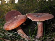 적갈색젖버섯(붉은젖버섯) (Lactarius rufus (Scop.) Fr.)