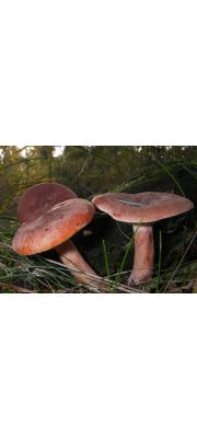 적갈색젖버섯(붉은젖버섯) (Lactarius rufus (Scop.) Fr.)