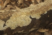 큰껍질버섯(재껍질버섯) (Lopharia cinerascens (Schw.) G. Cunn. > Lopharia mirabilis (Berk. & Br.) Pat.)