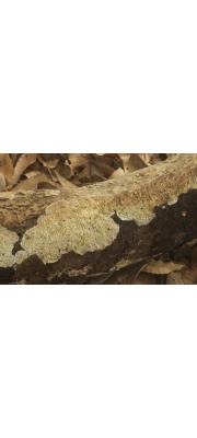 큰껍질버섯(재껍질버섯) (Lopharia cinerascens (Schw.) G. Cunn. > Lopharia mirabilis (Berk. &amp; Br.) Pat.)