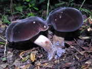 융단쓴맛그물버섯 (Tylopilus alboater (Schwein.) Murr.)