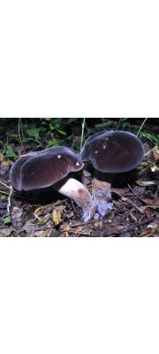 융단쓴맛그물버섯 (Tylopilus alboater (Schwein.) Murr.)