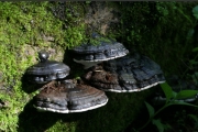 검은테버섯(검은잔나비버섯) (Melanoporia nigra (Berk.) Murr. > Fomitopsis nigra (Berk.) Imaz.)
