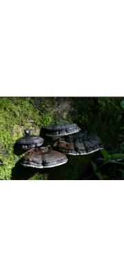 검은테버섯(검은잔나비버섯) (Melanoporia nigra (Berk.) Murr. > Fomitopsis nigra (Berk.) Imaz.)