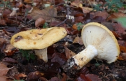 민들레젖버섯 (Lactarius scrobiculatus (Scope.) Fr.)