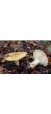 민들레젖버섯 (Lactarius scrobiculatus (Scope.) Fr.)