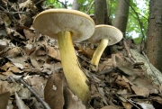 녹슨쓴맛그물버섯 (Tylopilus alkalixanthus Hall. & Amtoft)