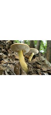 녹슨쓴맛그물버섯 (Tylopilus alkalixanthus Hall. &amp; Amtoft)