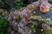 부채메꽃버섯(황갈색메꽃버섯) (Microporus  affinis (Blume & Nees) Kuntze > Microporus  flabelliformis (Klotzsch) Pat > Microporus  luteus)