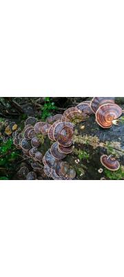 부채메꽃버섯(황갈색메꽃버섯) (Microporus  affinis (Blume &amp; Nees) Kuntze > Microporus  flabelliformis (Klotzsch) Pat > Microporus  luteus)