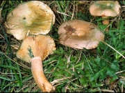 반혈색젖버섯 (Lactarius semisanguifluus Heim & Leclair)