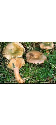 반혈색젖버섯 (Lactarius semisanguifluus Heim &amp; Leclair)