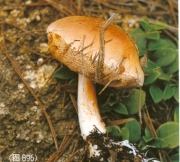 거북쓴맛그물버섯(기와쓴맛그물버섯) (Tylopilus areolatus Hongo)
