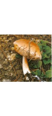 거북쓴맛그물버섯(기와쓴맛그물버섯) (Tylopilus areolatus Hongo)