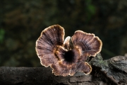 메꽃버섯붙이 (Microporus  vernicipes (Berk.) Kuntze)