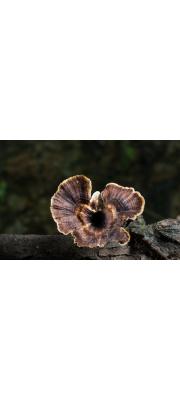 메꽃버섯붙이 (Microporus  vernicipes (Berk.) Kuntze)