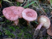 가시젖버섯 (Lactarius spinosulus Quél. & Le Bret.)