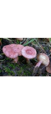 가시젖버섯 (Lactarius spinosulus Quél. &amp; Le Bret.)