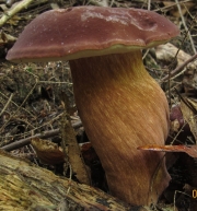 갈적색쓴맛그물버섯 (Tylopilus badiceps (Pk) Smith & Thiers)