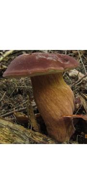 갈적색쓴맛그물버섯 (Tylopilus badiceps (Pk) Smith &amp; Thiers)