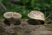 솔잣버섯(새잣버섯) (Neolentinus lepideus (Fr.) Readh. & Ginns > Lentinus lepideus Fr.)