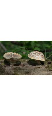 솔잣버섯(새잣버섯) (Neolentinus lepideus (Fr.) Readh. &amp; Ginns > Lentinus lepideus Fr.)