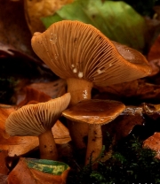 광릉젖버섯 (Lactarius subdulcis (Pers.) Gray)