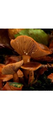광릉젖버섯 (Lactarius subdulcis (Pers.) Gray)
