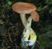 끈적쓴맛그물버섯 (Tylopilus castaneiceps Hongo)