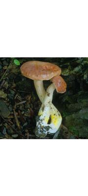 끈적쓴맛그물버섯 (Tylopilus castaneiceps Hongo)