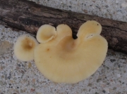 향기잣버섯 (Neofavolus suavissimus (Fr.)J.S. Seelan, Justo & Hibbett   > Lentinus suavissimus Fr.)