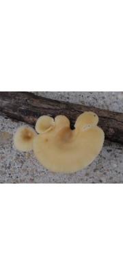 향기잣버섯 (Neofavolus suavissimus (Fr.)J.S. Seelan, Justo &amp; Hibbett   > Lentinus suavissimus Fr.)