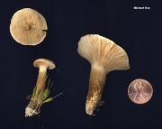 검은젖버섯아재비 (Lactarius subgerardii Hesler & Sm.)