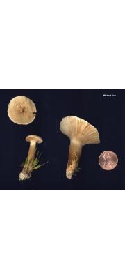 검은젖버섯아재비 (Lactarius subgerardii Hesler &amp; Sm.)