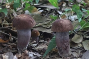 은빛쓴맛그물버섯 (Tylopilus eximius (Peck) Sing.)